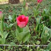 ヒメ日記 2025/08/31 10:34 投稿 福入 熟女の風俗最終章 横浜本店