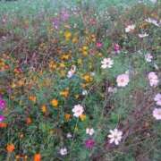 ヒメ日記 2025/09/06 14:04 投稿 福入 熟女の風俗最終章 横浜本店