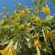 ヒメ日記 2025/09/18 14:52 投稿 福入 熟女の風俗最終章 横浜本店