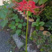 ヒメ日記 2025/09/27 10:44 投稿 福入 熟女の風俗最終章 横浜本店