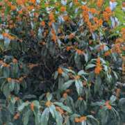 ヒメ日記 2025/10/24 10:34 投稿 福入 熟女の風俗最終章 横浜本店