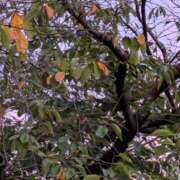 ヒメ日記 2025/10/26 14:10 投稿 福入 熟女の風俗最終章 横浜本店