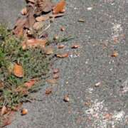 ヒメ日記 2025/10/27 11:54 投稿 福入 熟女の風俗最終章 横浜本店