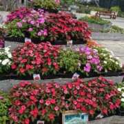 ヒメ日記 2025/11/11 14:54 投稿 福入 熟女の風俗最終章 横浜本店