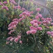 ヒメ日記 2025/12/01 11:44 投稿 福入 熟女の風俗最終章 横浜本店