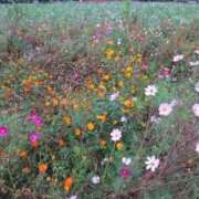 福入 堂本光一さん 熟女の風俗最終章 横浜本店