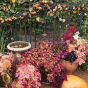 ヒメ日記 2026/01/03 18:04 投稿 福入 熟女の風俗最終章 横浜本店