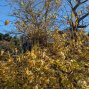 ヒメ日記 2026/01/08 16:48 投稿 福入 熟女の風俗最終章 横浜本店