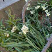 ヒメ日記 2026/01/22 12:25 投稿 福入 熟女の風俗最終章 横浜本店