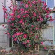 ヒメ日記 2026/01/25 16:00 投稿 福入 熟女の風俗最終章 横浜本店