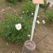 ヒメ日記 2026/02/20 12:44 投稿 福入 熟女の風俗最終章 横浜本店