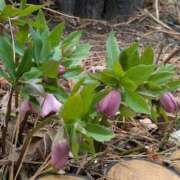 ヒメ日記 2026/03/06 13:11 投稿 福入 熟女の風俗最終章 横浜本店