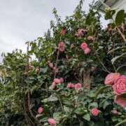 ヒメ日記 2026/03/17 11:34 投稿 福入 熟女の風俗最終章 横浜本店