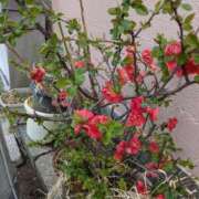 ヒメ日記 2026/03/23 11:44 投稿 福入 熟女の風俗最終章 横浜本店