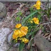 ヒメ日記 2026/03/31 15:44 投稿 福入 熟女の風俗最終章 横浜本店