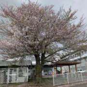 ヒメ日記 2026/04/09 12:04 投稿 福入 熟女の風俗最終章 横浜本店