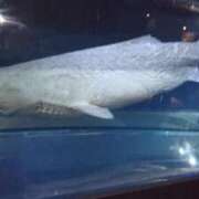 ヒメ日記 2026/04/11 11:06 投稿 福入 熟女の風俗最終章 横浜本店