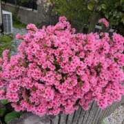 ヒメ日記 2026/04/16 15:04 投稿 福入 熟女の風俗最終章 横浜本店