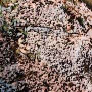 ヒメ日記 2025/03/04 21:37 投稿 ことね 土浦ハッピーマットパラダイス