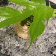 ヒメ日記 2025/07/27 22:29 投稿 ことね 土浦ハッピーマットパラダイス