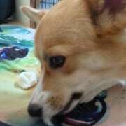 ヒメ日記 2024/12/20 10:54 投稿 さら 三毛猫