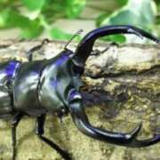 ヒメ日記 2025/07/16 20:23 投稿 りき 妻天 日本橋店