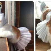 ヒメ日記 2025/08/10 04:00 投稿 りき 妻天 日本橋店