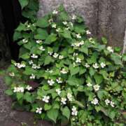 ヒメ日記 2026/05/26 04:04 投稿 りき 妻天 日本橋店