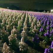 ヒメ日記 2024/12/19 09:24 投稿 くみこ 脱がされたい人妻 木更津店