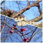 ヒメ日記 2025/01/24 08:46 投稿 くみこ 脱がされたい人妻 木更津店