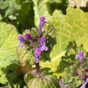 ヒメ日記 2025/02/06 18:00 投稿 くみこ 脱がされたい人妻 木更津店