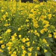 ヒメ日記 2025/03/06 09:07 投稿 くみこ 脱がされたい人妻 木更津店