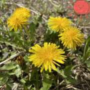 ヒメ日記 2025/04/08 09:34 投稿 くみこ 脱がされたい人妻 木更津店