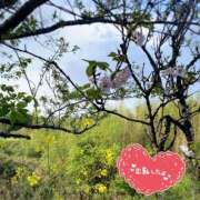 ヒメ日記 2025/04/15 10:06 投稿 くみこ 脱がされたい人妻 木更津店