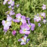 ヒメ日記 2025/04/17 09:55 投稿 くみこ 脱がされたい人妻 木更津店