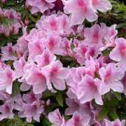 ヒメ日記 2025/04/24 12:17 投稿 くみこ 脱がされたい人妻 木更津店