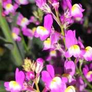 ヒメ日記 2025/04/30 10:02 投稿 くみこ 脱がされたい人妻 木更津店