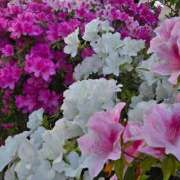 ヒメ日記 2025/05/01 12:01 投稿 くみこ 脱がされたい人妻 木更津店