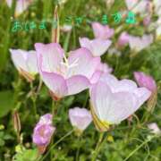 ヒメ日記 2025/05/13 10:03 投稿 くみこ 脱がされたい人妻 木更津店