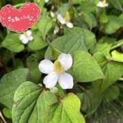 ヒメ日記 2025/05/22 10:12 投稿 くみこ 脱がされたい人妻 木更津店