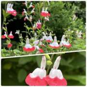 ヒメ日記 2025/05/26 10:08 投稿 くみこ 脱がされたい人妻 木更津店