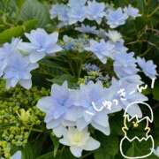 ヒメ日記 2025/06/13 09:54 投稿 くみこ 脱がされたい人妻 木更津店