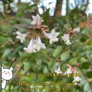 ヒメ日記 2025/07/10 09:45 投稿 くみこ 脱がされたい人妻 木更津店