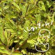 ヒメ日記 2025/07/22 09:37 投稿 くみこ 脱がされたい人妻 木更津店