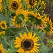 ヒメ日記 2025/09/16 09:27 投稿 くみこ 脱がされたい人妻 木更津店