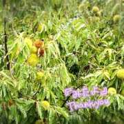 ヒメ日記 2025/10/07 09:42 投稿 くみこ 脱がされたい人妻 木更津店