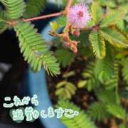 ヒメ日記 2025/10/08 08:44 投稿 くみこ 脱がされたい人妻 木更津店