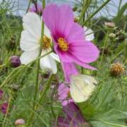 ヒメ日記 2025/10/23 09:45 投稿 くみこ 脱がされたい人妻 木更津店