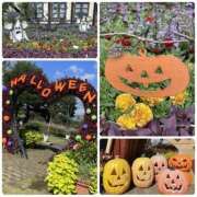 ヒメ日記 2025/10/31 03:33 投稿 くみこ 脱がされたい人妻 木更津店