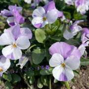 ヒメ日記 2025/11/27 09:55 投稿 くみこ 脱がされたい人妻 木更津店